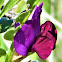 Tangier Pea