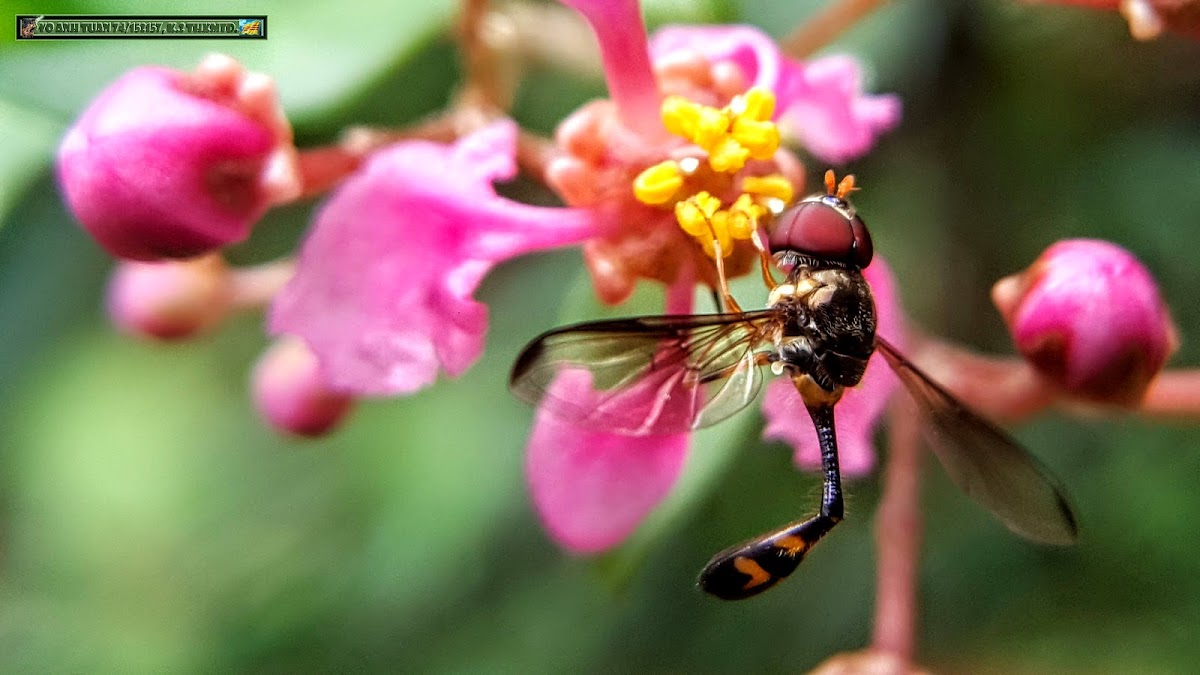 Flying pin (Vliegende speld)