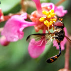 Flying pin (Vliegende speld)