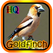 MASTER KICAU GOLDFINCH JUARA  Icon