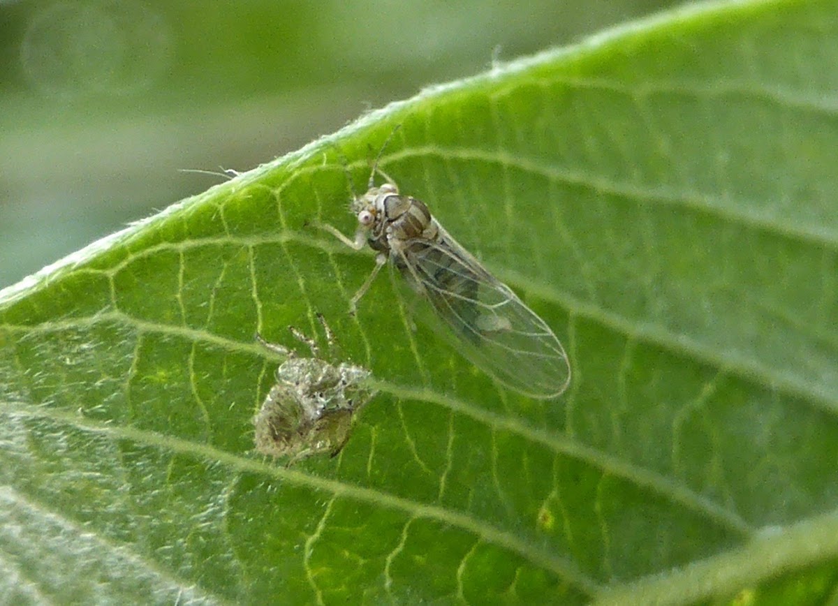 Willow Psyllid