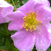 Nootka Rose