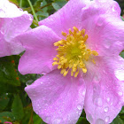 Nootka Rose