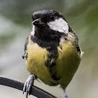 Great Tit