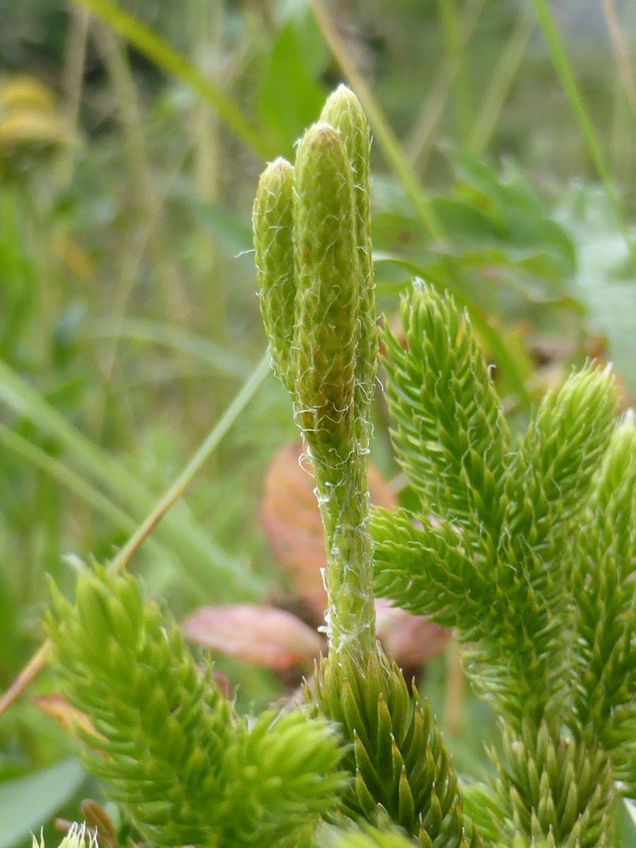 Stag's-horn Clubmoss