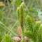 Stag's-horn Clubmoss