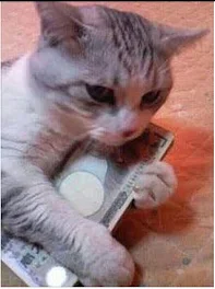 子猫にお金取られた！