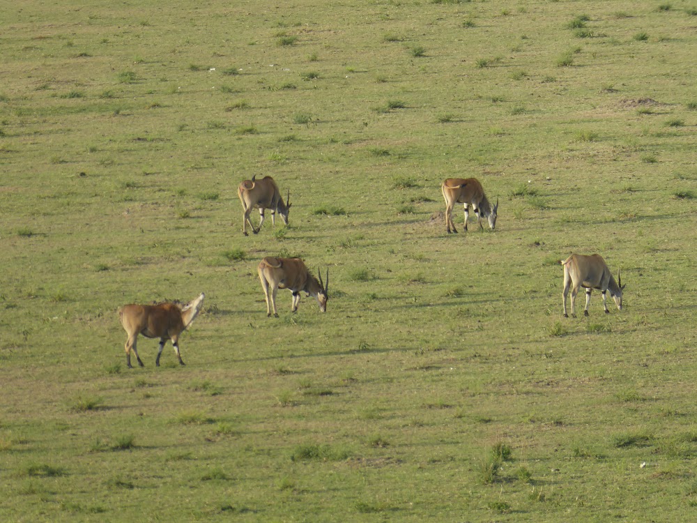 MASAI MARA: MAMA GUEPARDO ROSETTA Y SU PROLE. LEONES SAND RIVER - Un poquito de Kenia: Lagos Naivasha y Nakuru, Samburu y Masai Mara (4)