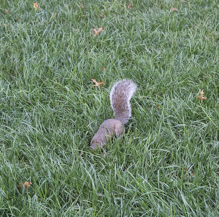 Eastern grey squirrel