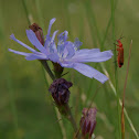 Chicory traveler