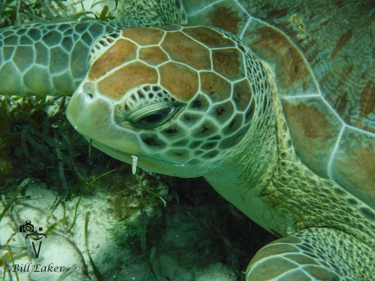 Green Sea Turtles