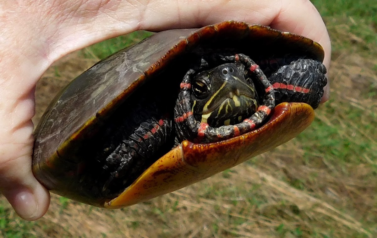 Painted Turtle