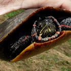 Painted Turtle