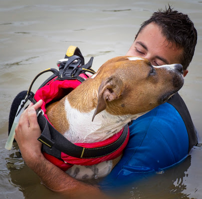 Animal Love di Simone Candian