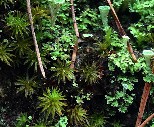 Bog Haircap Moss