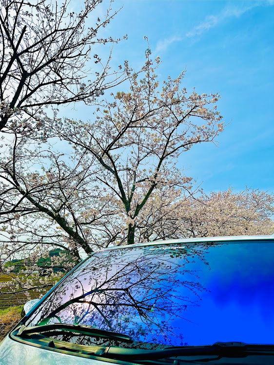 ハイエースバンのK-magic・桜とコラボ・海津大崎の桜・近江八幡・サクラと愛車に関するカスタム事例の投稿画像3枚目