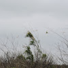 American white ibis