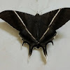 Tropical Swallowtail Moth