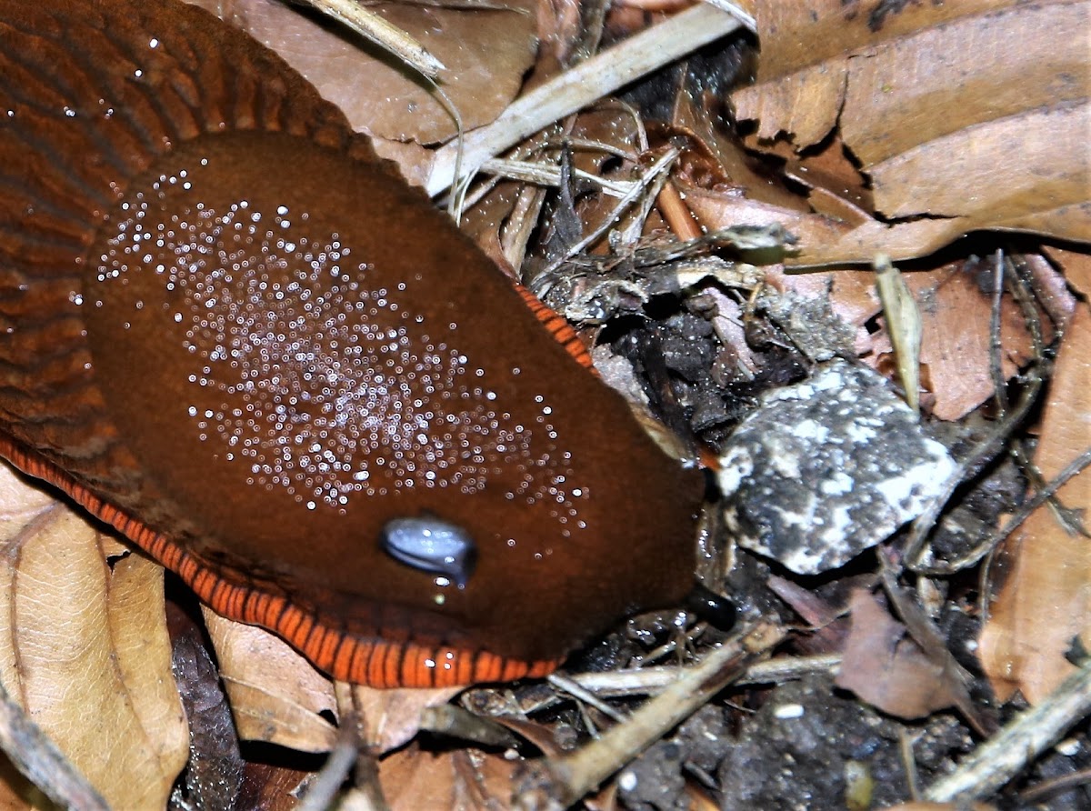 Red Slug