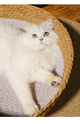 Title 6, Straw Cat Nest Summer Cool Mat. Provide your fe...