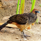 Aracuã-pintado (Speckled Chachalaca)