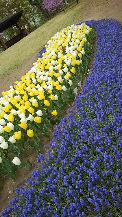 ステップワゴンスパーダの花見ドライブ・明日から仕事・もうさすがに桜🌸は終わりに関するカスタム事例の投稿画像4枚目