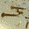 Mosquito Larvae