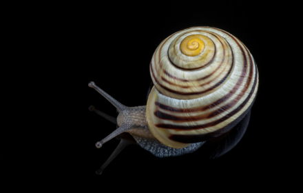 Spiral shell snail small promo image