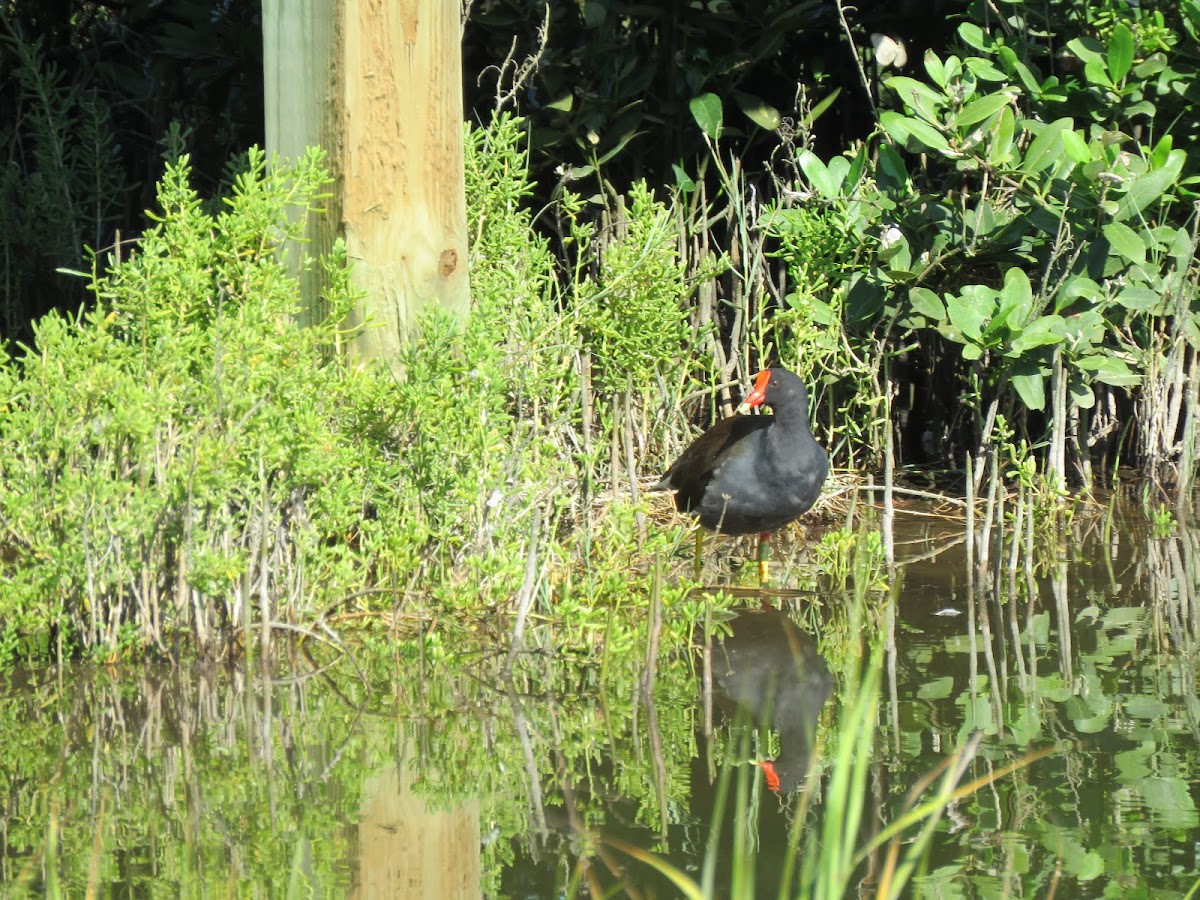 Common Gallinule