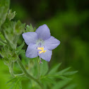 Himalayan Jacob's Ladder