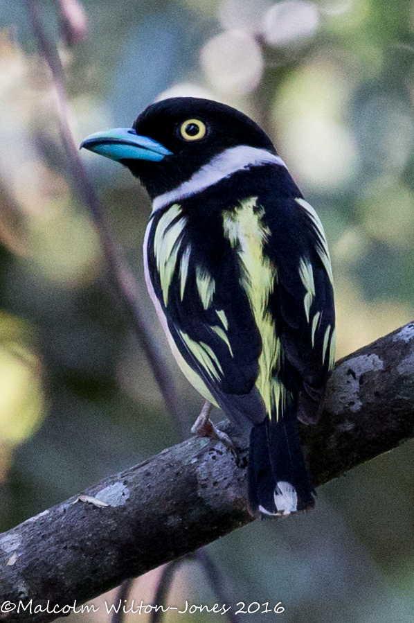 Black and Yellow Broadbill