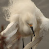 Snowy egret