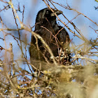 Carrion Crow