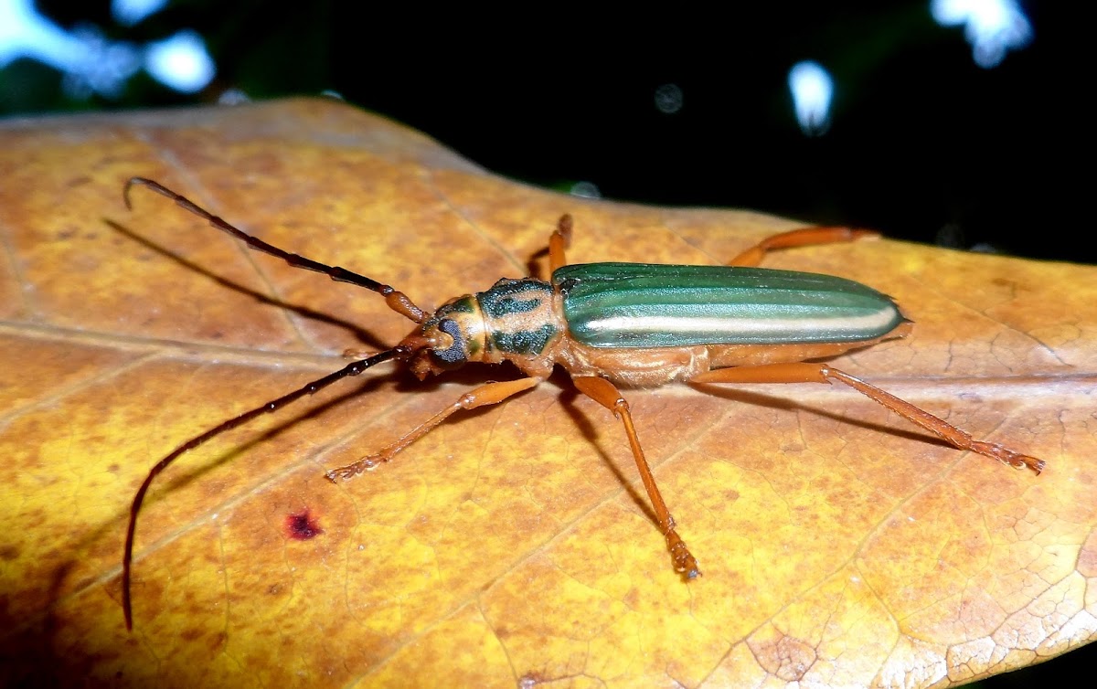 Longhorn beetle