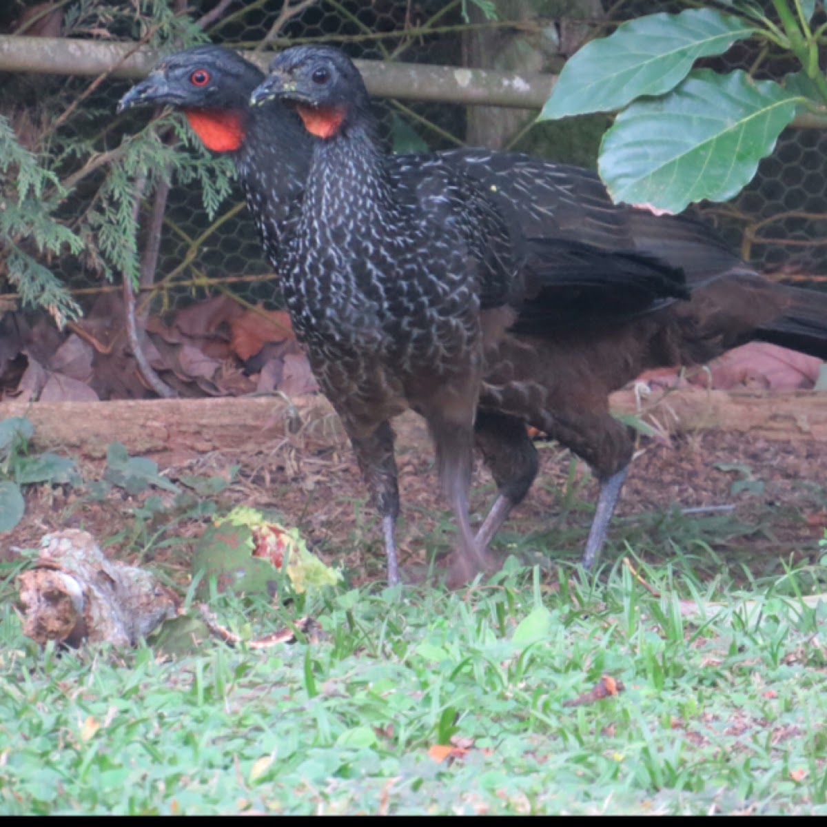 Dusky legged guan