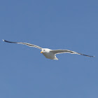 California Gull