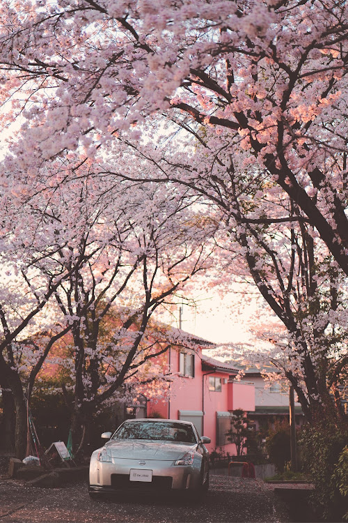 フェアレディZのサクラと愛車・桜とコラボ・桜・4月もよろしくお願い致します🌸に関するカスタム事例の投稿画像2枚目