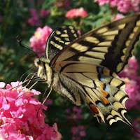 Butterfly on the violet flower! di 