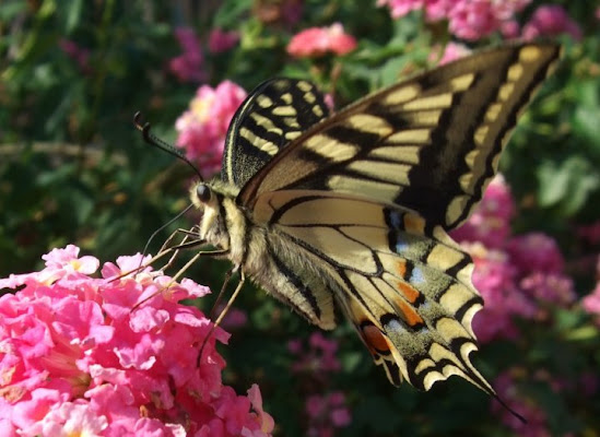 Butterfly on the violet flower! di saxen