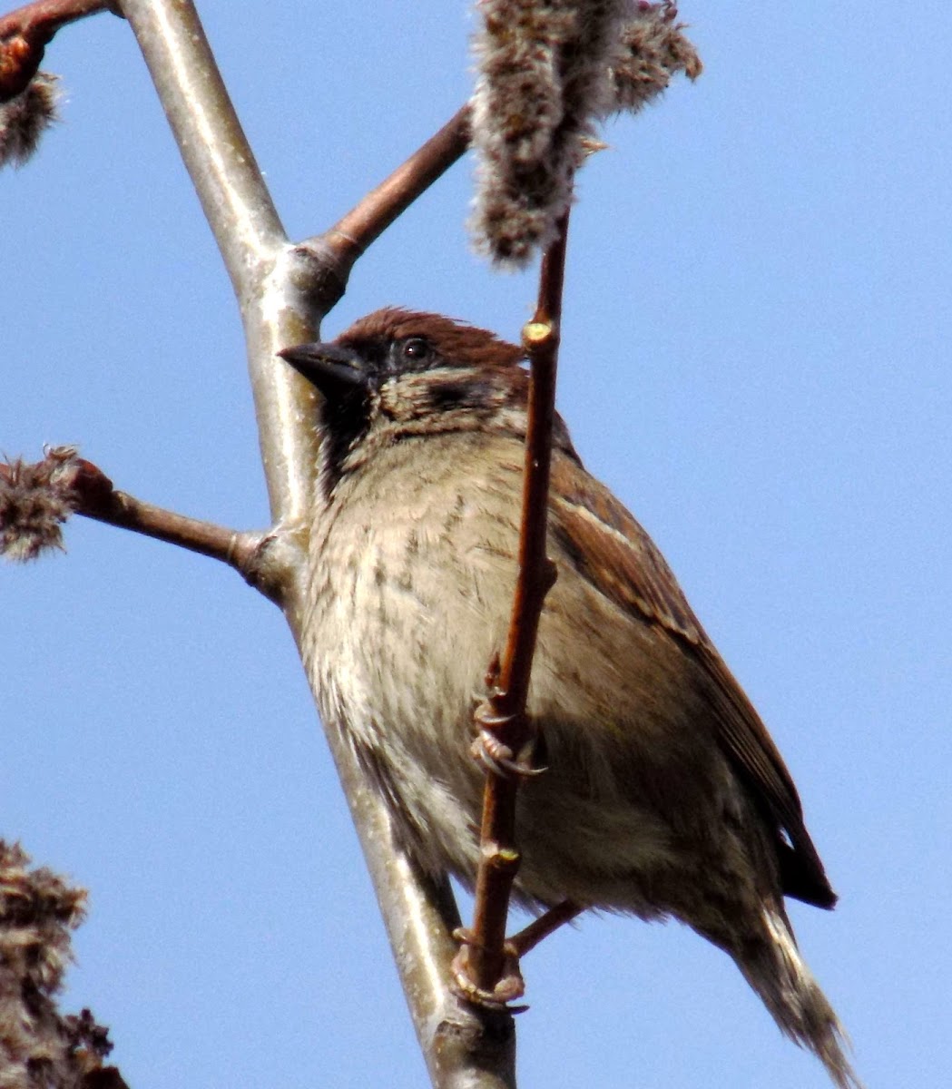 Tree sparrow