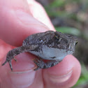 Fowler's Toad