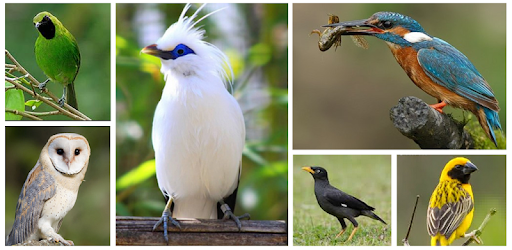 Kicau Burung Jalak Nias Gacor التطبيقات على Google Play