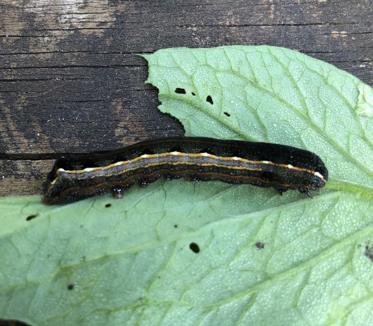 Southern Armyworm