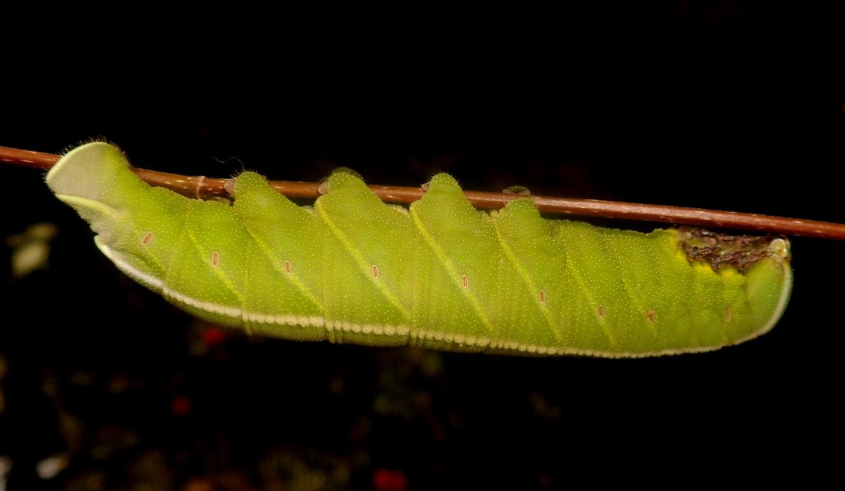 Sphinx moth