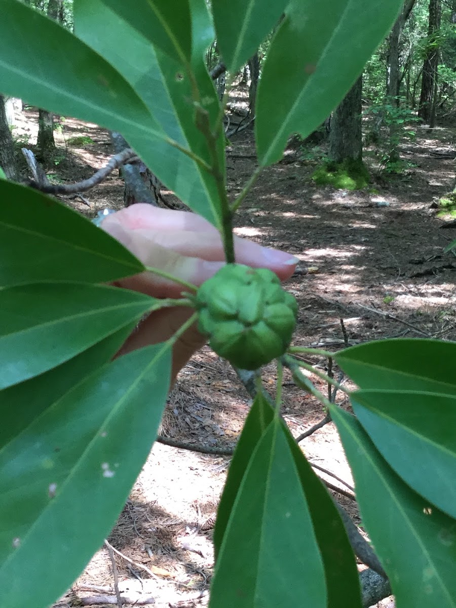 Swamp Magnolia