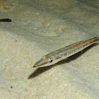 Barracuda (juvenile)