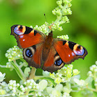 European Peacock