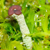 Cladonia