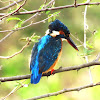 Common Kingfisher