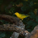 Yellow Warbler